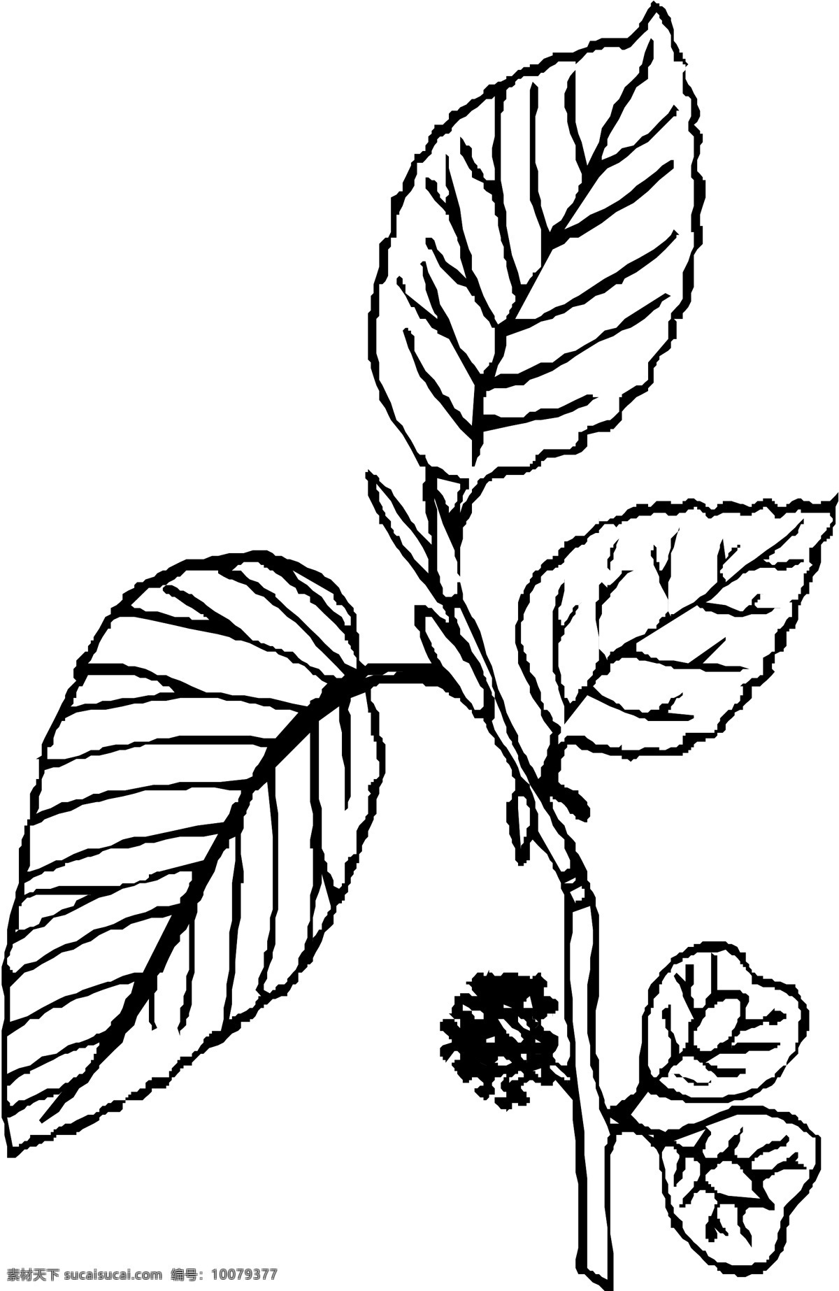 花草 矢量植物 矢量 eps0221 设计素材 叶的世界 矢量图库 白色