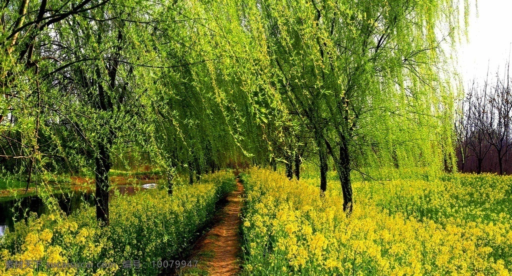 春季 春天 春季风景 树木 绿叶 绿树成荫 春季景色 自然风景 自然景观