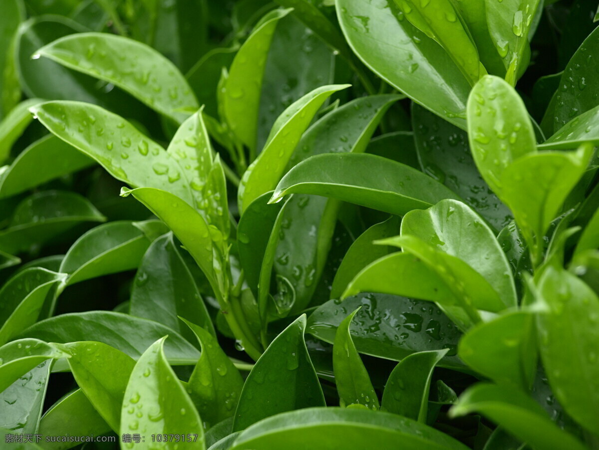 绿色生机 植物 水珠 绿叶 绿色 生机 嫩绿 茂密植物 树木树叶 生物世界