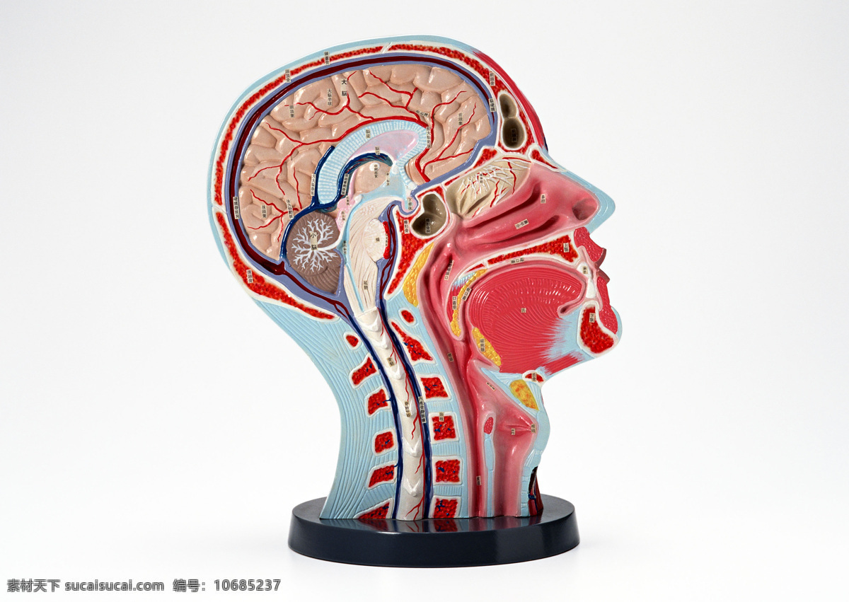 医学研究 现代医学 大脑 最强大脑 脑部神经 人体组织 人体器官 内脏 医药科技 药业 化学实验 科学研究 现代科技