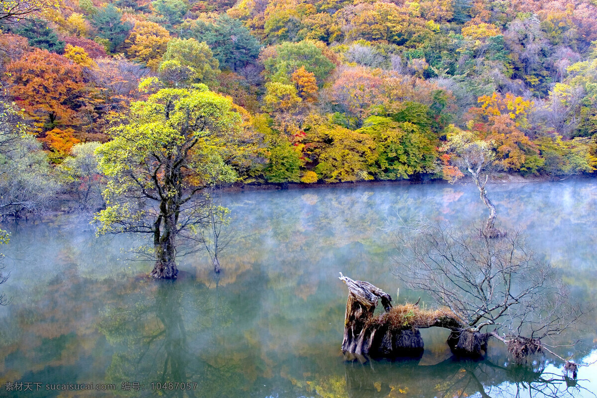 森林 风光 背景 风景 季节 旅游 森林风光 摄影图库 树 树林 树木 休闲 自然 自然风景 自然景观 生活 旅游餐饮