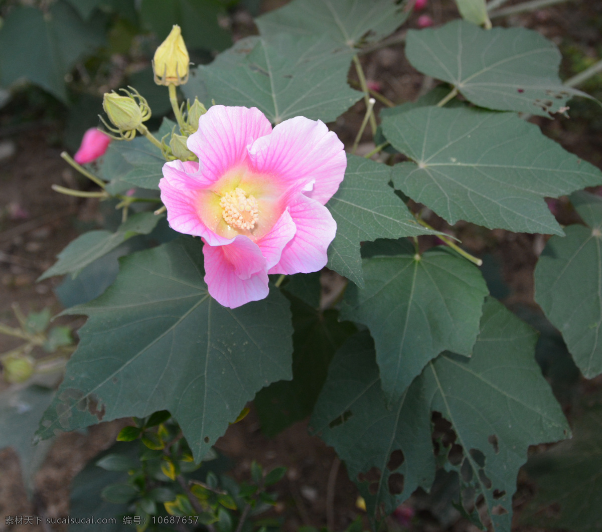 木棉花特写 木棉 花朵 花卉 植物 生物世界 花草 黑色