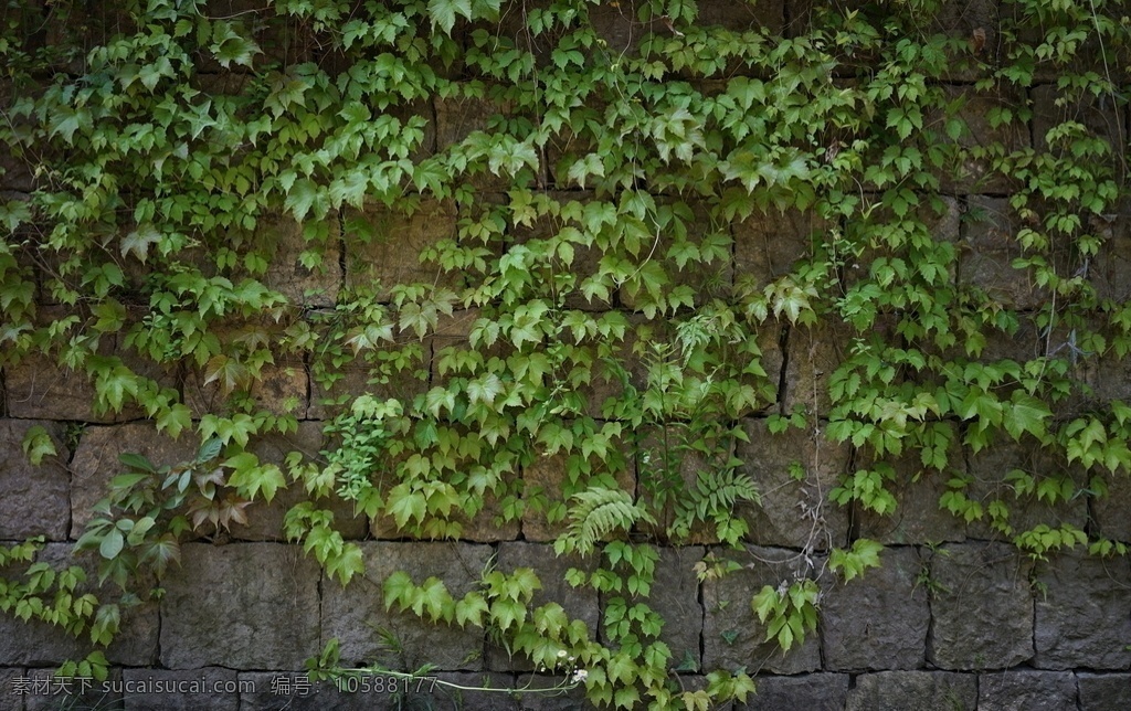 爬山虎石墙 石墙 景观墙 爬山虎 爬藤 藤蔓 植物 绿化 绿墙 禅意 江南 建筑园林 园林建筑