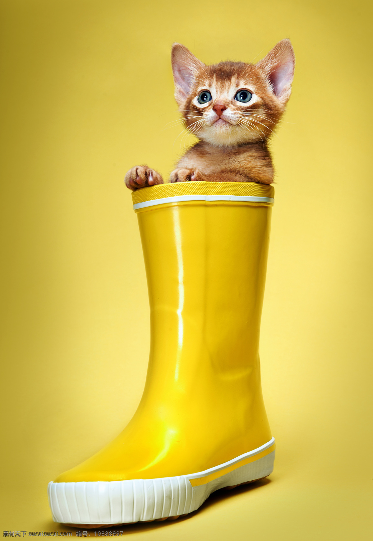 雨靴的小猫 雨靴里的小猫 猫咪 小猫 宠物猫 可爱动物 动物世界 动物摄影 陆地动物 生物世界 黄色