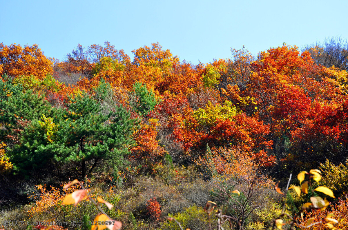翠 枫 山 秋天 红叶 山色 秋色 枫叶 蓝天 翠峰山 自然景观 自然风景