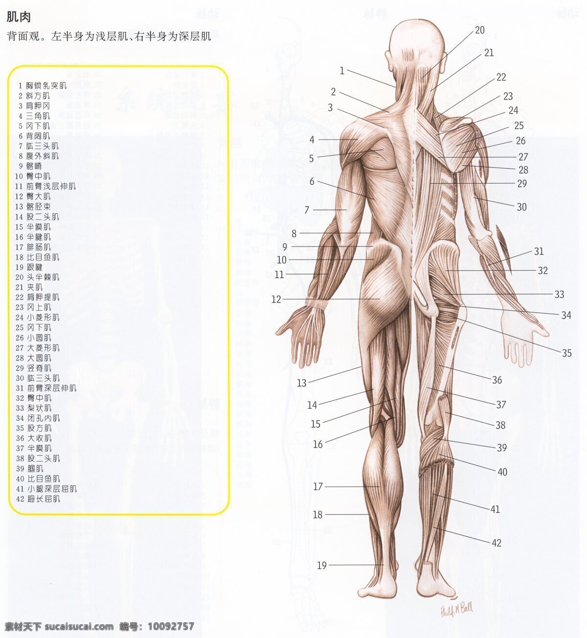 人体 解剖 肌肉 生物世界