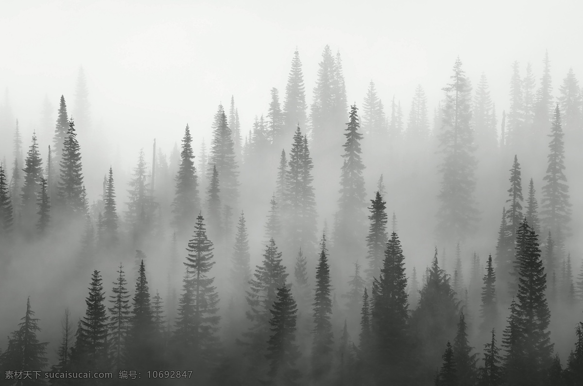 黑白 素雅 简约 森林 背景 底纹 分层 风景