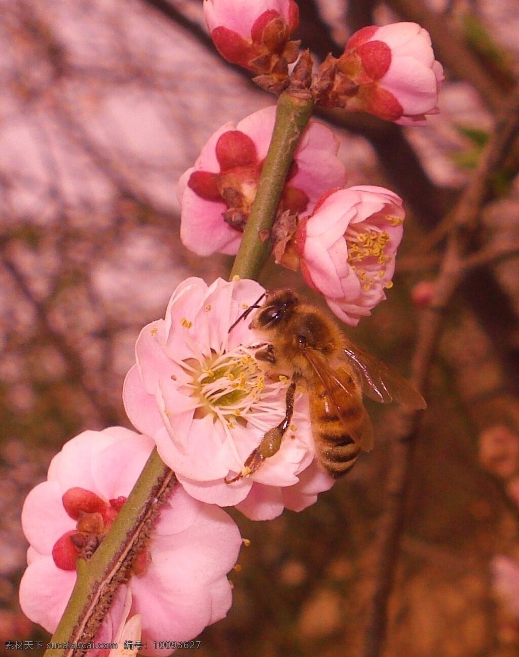 勤劳 蜜蜂 春天 昆虫 忙碌 生物世界 桃花 勤劳的蜜蜂 采蜜