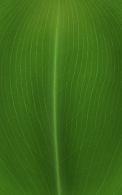 vray 树叶 材质 max9 绿色 植物 有贴图 亚光 3d模型素材 材质贴图