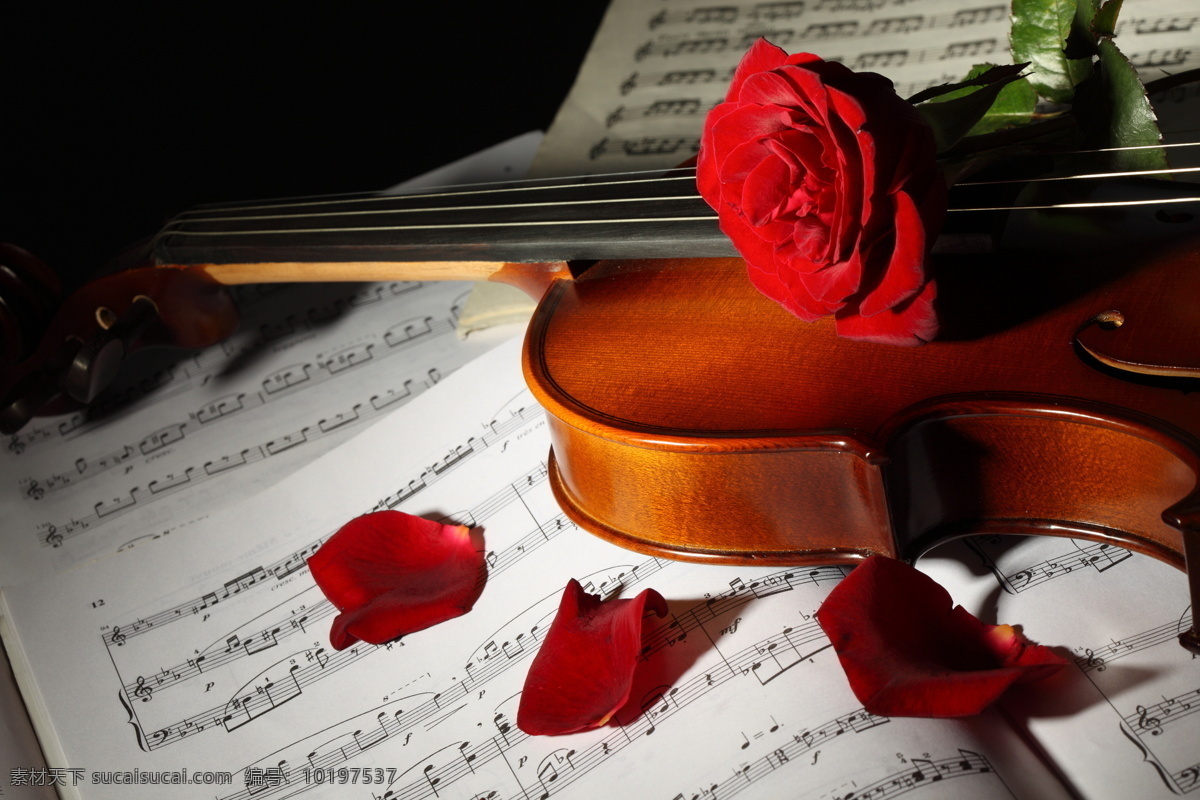 小提琴 音符 乐谱 中提琴 文化艺术 玫瑰 玫瑰花 鲜花 花瓣 音乐 影音娱乐 生活百科