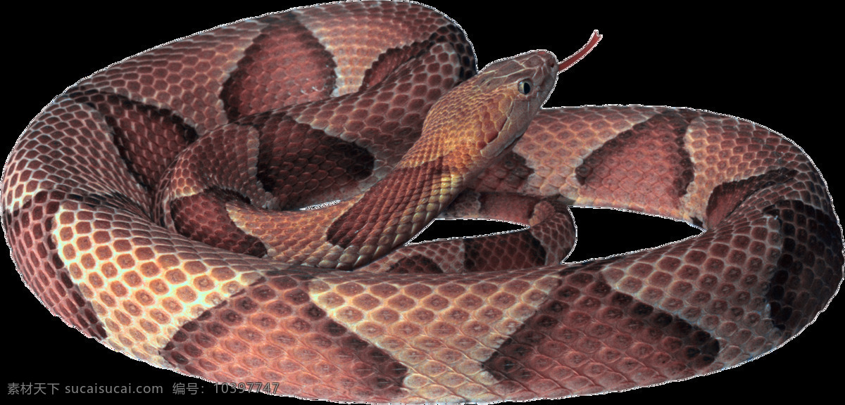 自然 动物 蛇 图案 爬行动物 蟒蛇 蛇类 蛇动作 蛇形态 生物 自然动物 动物图谱 免扣 生物世界 野生动物