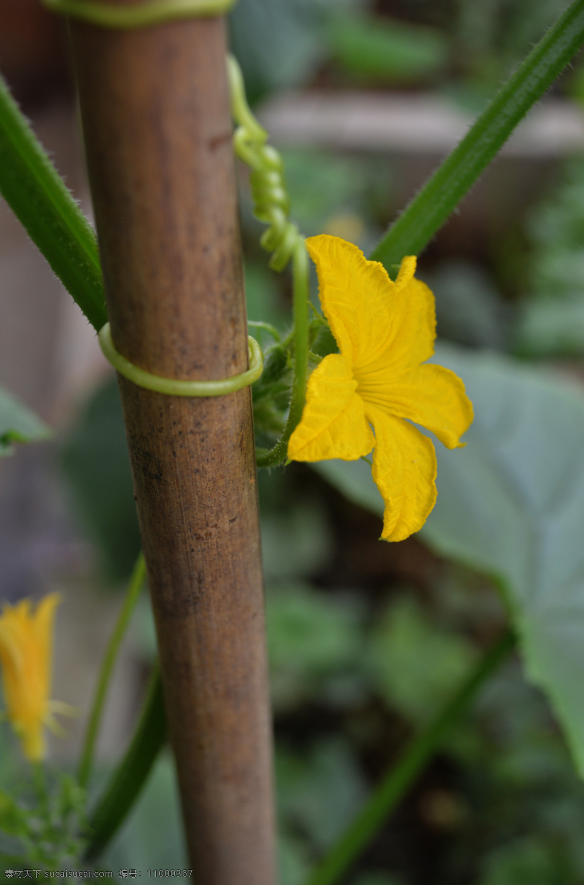 黄瓜 花 花草 生物世界 蔬菜 植物 黄瓜花 黄瓜藤 小黄瓜 风景 生活 旅游餐饮