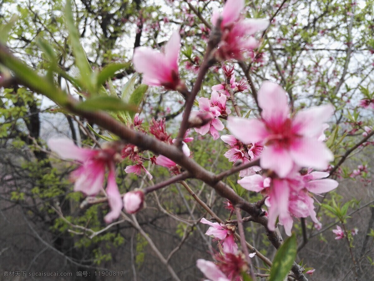 杏花 自然 花 风景 生物世界 花草