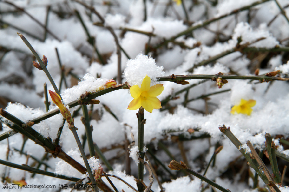 春季 春天 春意 花 花草 花朵 花卉 花蕾 雪中的迎春花 迎春花 靓丽 盛开 特写 自然 开花 颜色 美丽的 盛开的 可爱 漂亮 鲜艳的 枝条 叶子 黄色小花 小喇叭 日景 室外 植物花卉 生物世界 植物 psd源文件