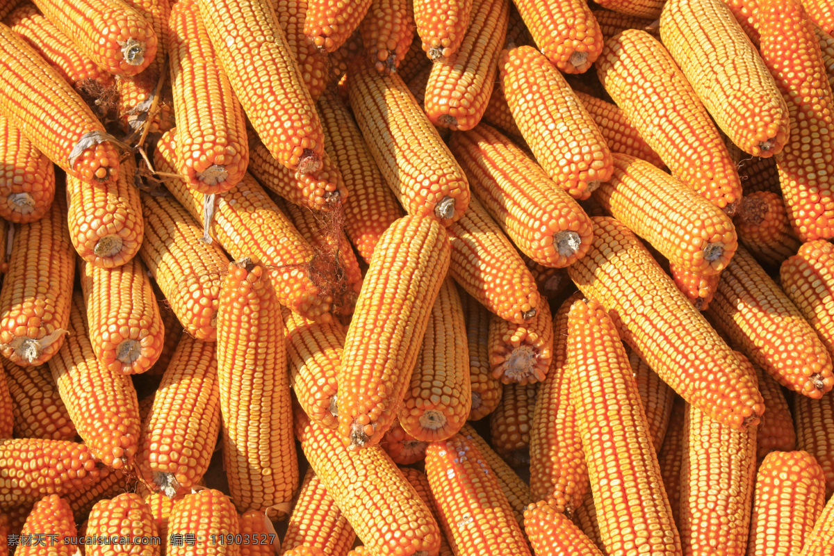 脱水 玉米棒 玉米 苞米 粮食 粗粮 黄色 食材原料 农业生产 现代科技