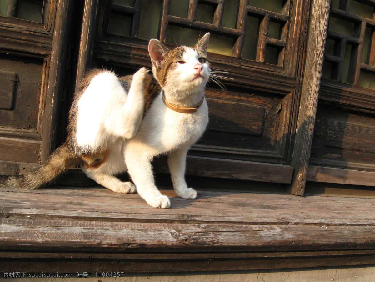 明星 猫 旅游摄影 摄影图 西塘 浙江 旅游风景 明星猫 西塘风光 嘉善 生物世界