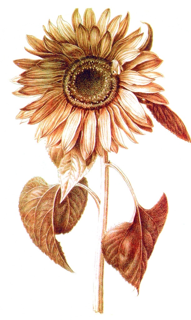 版画插图系列 版画系列 插图系列 太阳花 植物 花 叶子 版画 分层