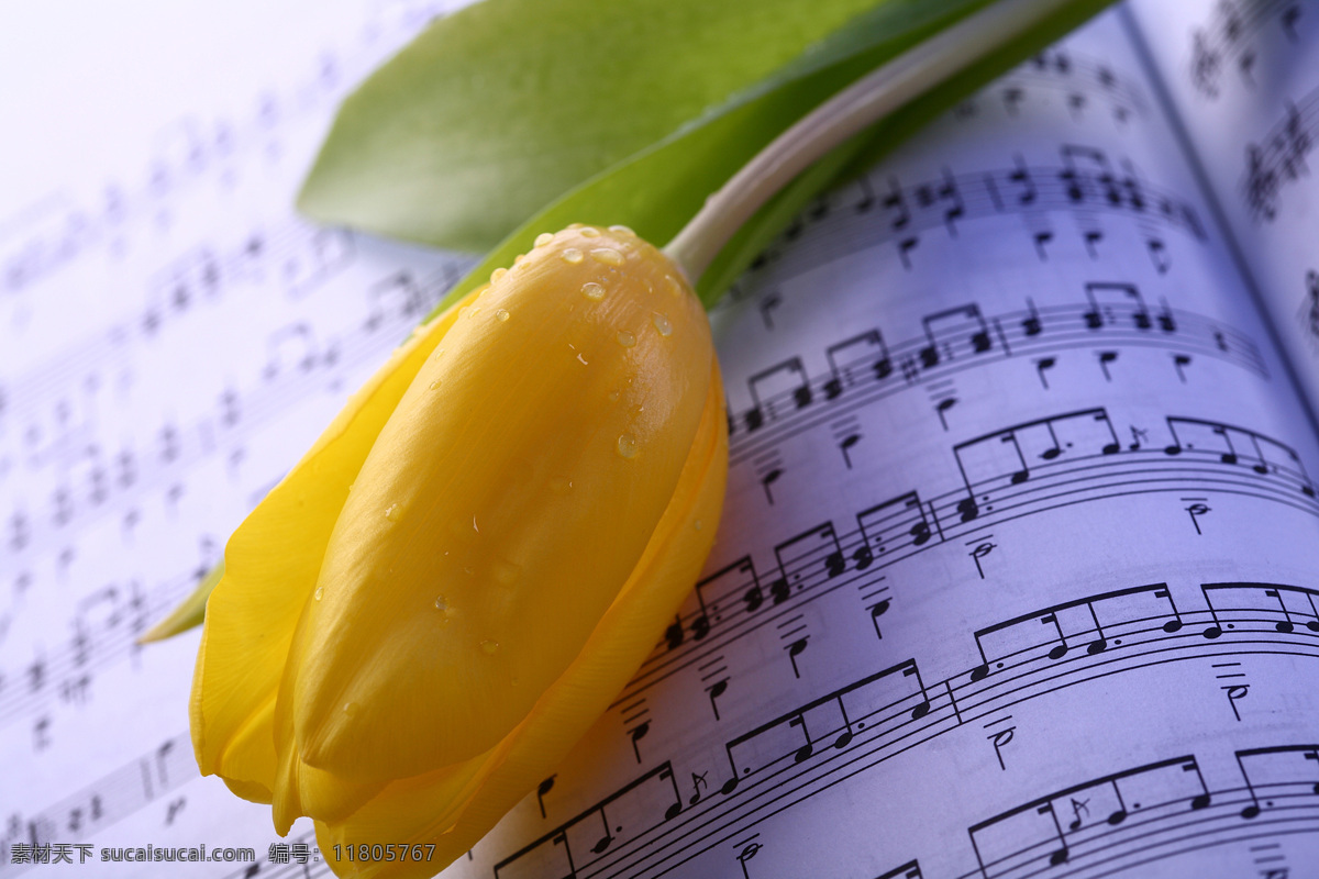乐谱 上 郁金香 花朵花卉 美丽花朵 鲜花乐谱 五线音谱 音乐 花草树木 生物世界