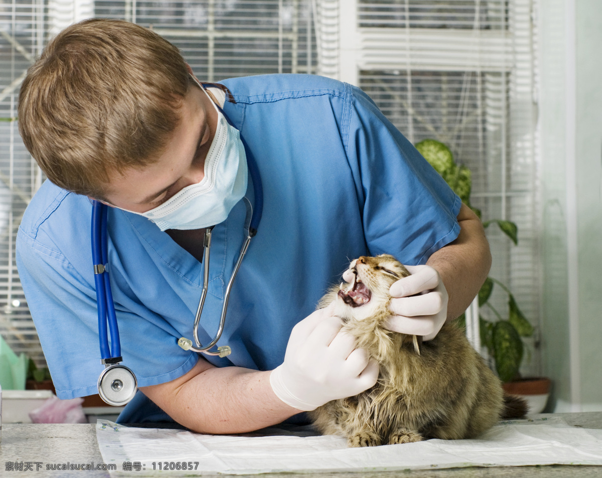 猫咪 看病 宠物 医生 小猫 宠物医生 兽医 职业男性 商务人士 人物图片