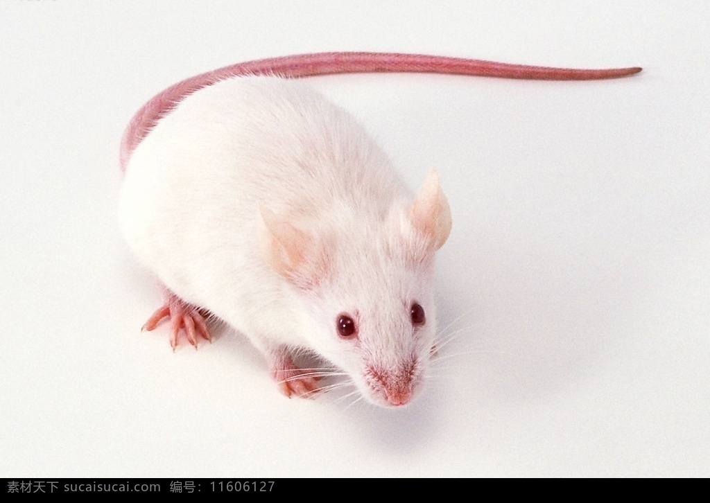 小白鼠 鼠 生物世界 野生动物 摄影图库