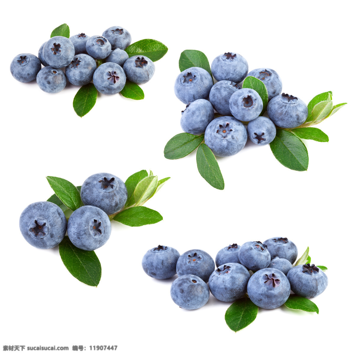 蓝莓 新鲜蓝莓 新鲜水果 水果摄影 果实 浆果 水果蔬菜 餐饮美食 白色