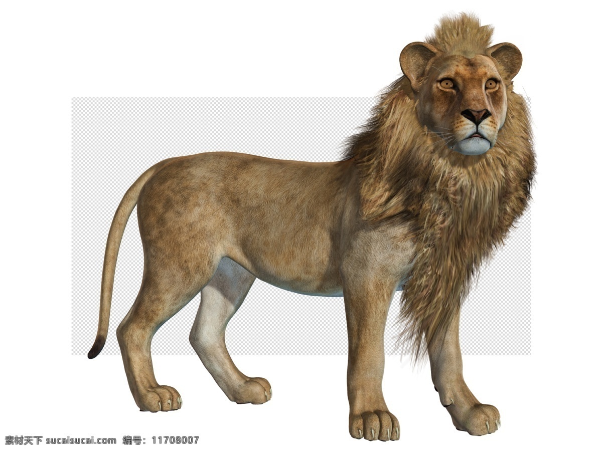 狮子图片 狮子 狮子王 母狮 幼狮 透明底 动物 免抠图 psd分层图 分层图 免扣 透明 透明背景 分层