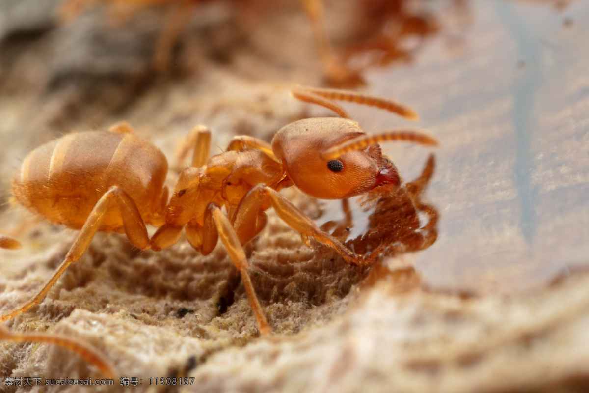 蚂蚁 昆虫 蚁类 蚂蚁素材 生物世界 自然昆虫 高清图片