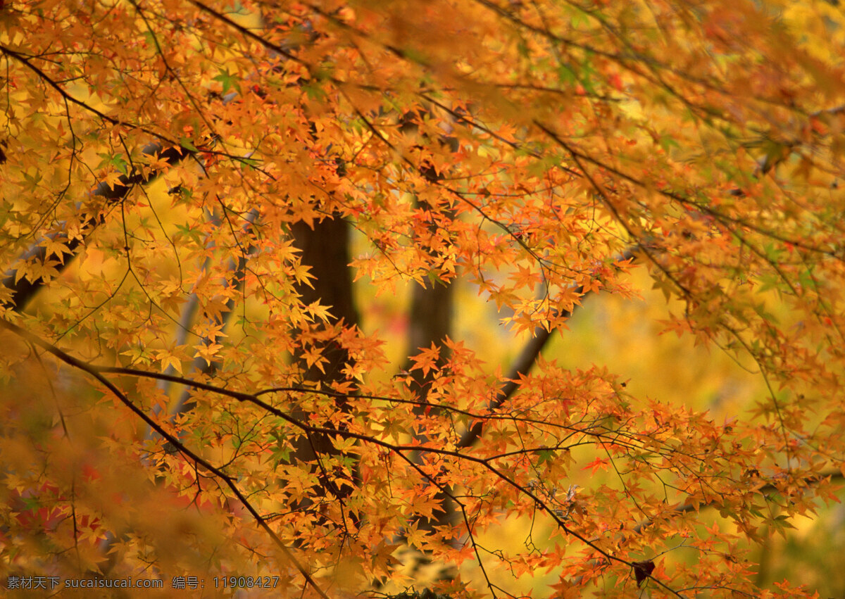 秋季枫叶图 秋季 枫叶 金色 色彩 树 生物世界 树木树叶 棕色