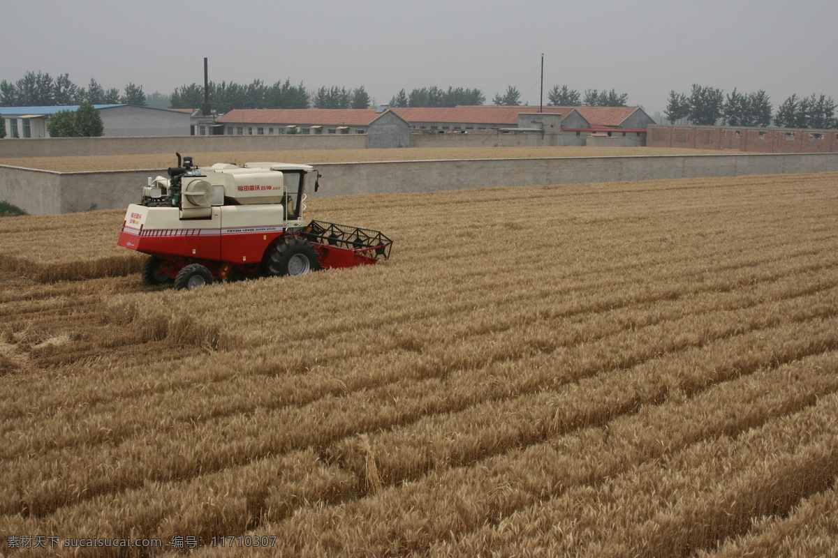 小麦收割机 雷沃谷神 小麦 收割机 麦地 农业机械 农机产品 农业生产 现代科技