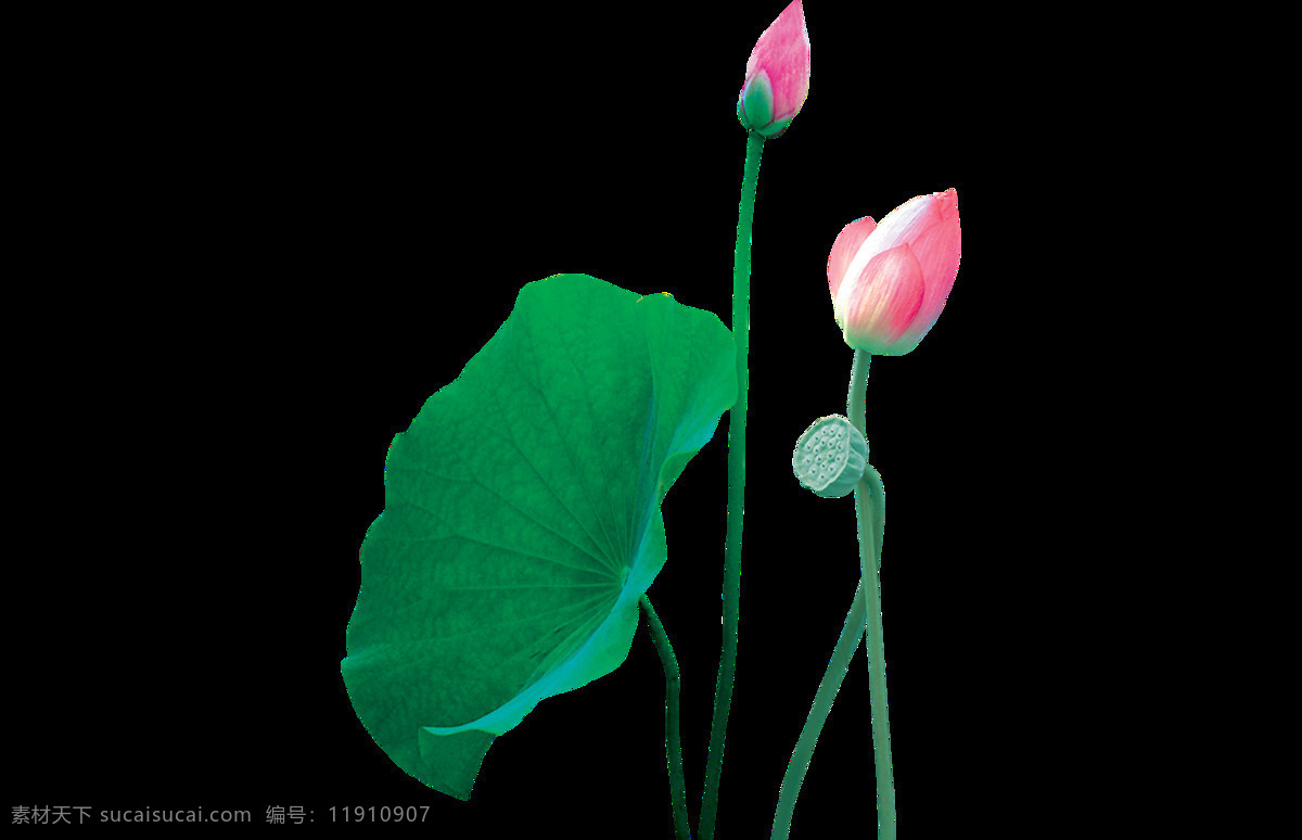 绿色 莲花 插画 元素 png元素 海报 免抠元素 睡莲 透明元素 中国风