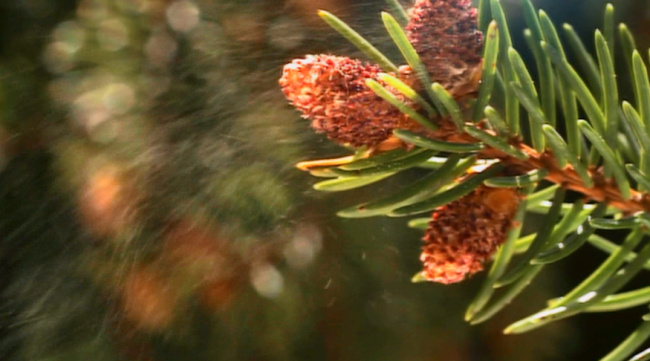 松树 塔 散播 花粉 视频素材 高清视频 植物 avi 黑色