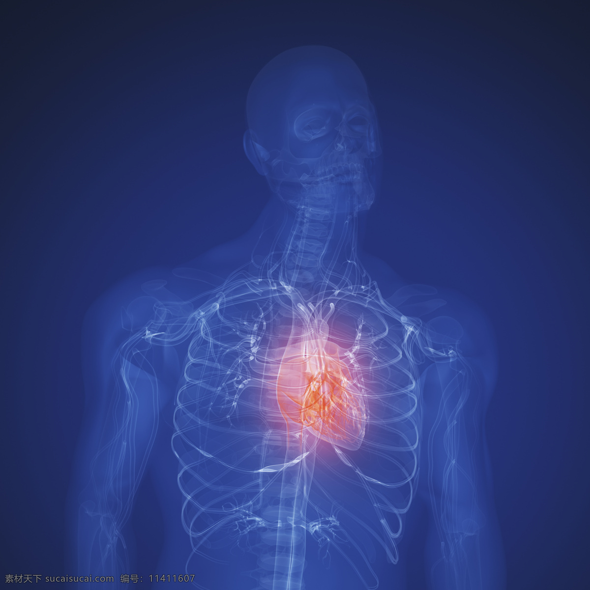 人体 肺部 x 光 透视图 x光 图像 医疗主题 医疗护理 现代科技