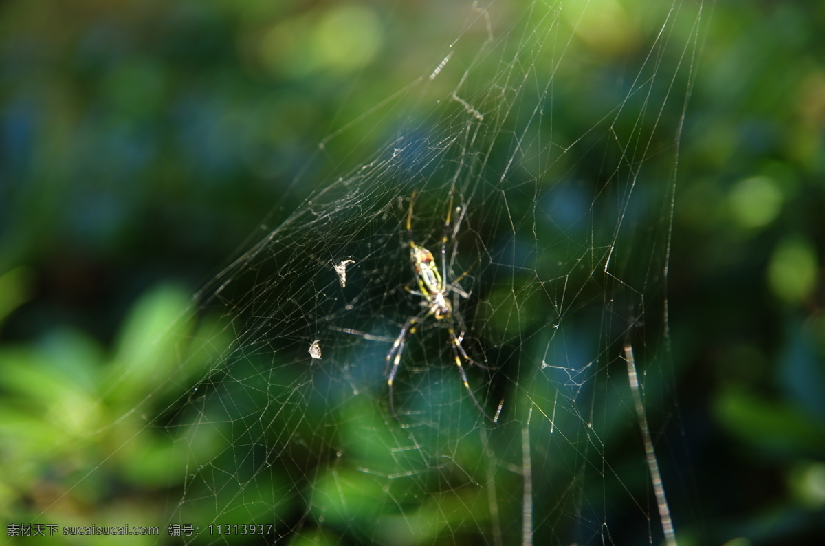 蜘蛛网 蜘蛛 绿色 昆虫 生物世界