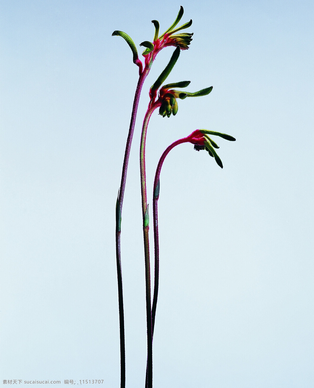 花 姿 花颜 百花世界 花瓣 花草 花朵 花蕊 全球 首席 大百科 一束花 花姿花颜花 生物世界