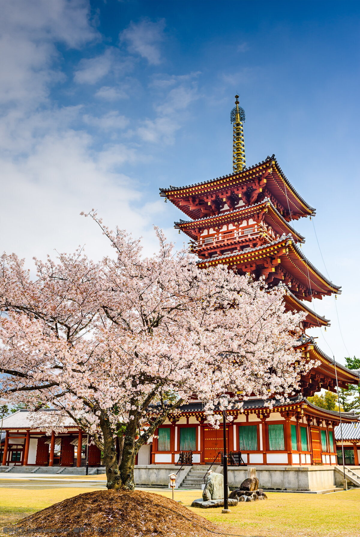 日本樱花树 日本樱花 樱花树 樱花 树木 粉色花朵 鲜花 花枝 日式建筑 阁楼 建筑 粉色樱花 植物 建筑风景 日本风光 花卉 生物世界 花草