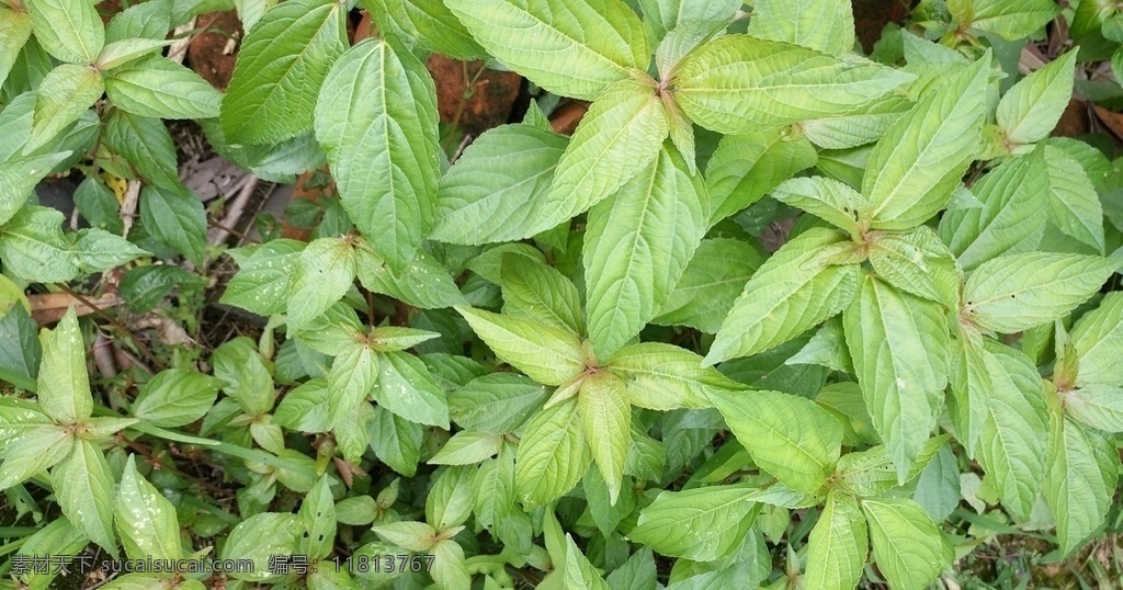 田园风光 随拍 农村 别名 铁苋菜 海蚌含珠 蚌壳草 爱在自然 生物世界 花草