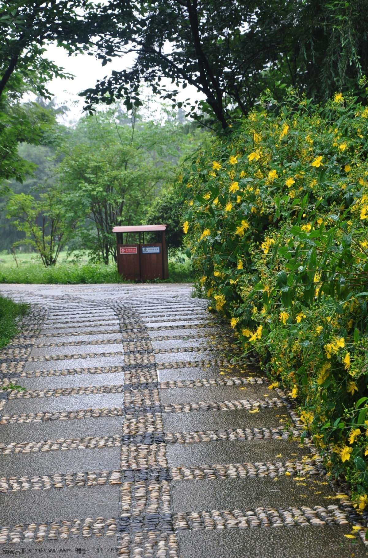 小道 迎春花 绿色 公园 雨中的路 自然景观 风景名胜