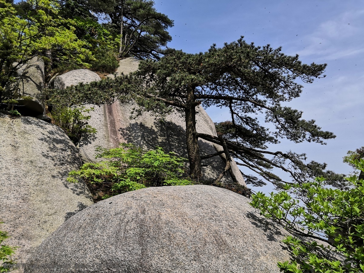 松树 岩石 天柱山 地质公园 潜山 自然景观 山水风景