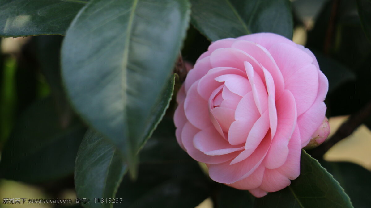 唯美 粉色 山茶花 鲜花 花卉 花朵 花草 植物