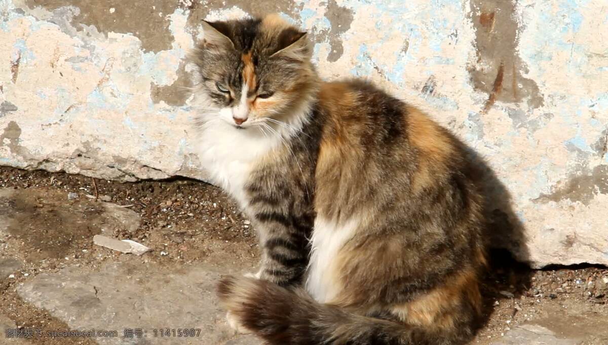 只 猫 坐在 阳光 下 动物 太阳 国内的 宠物 流浪猫 野性 家里的猫