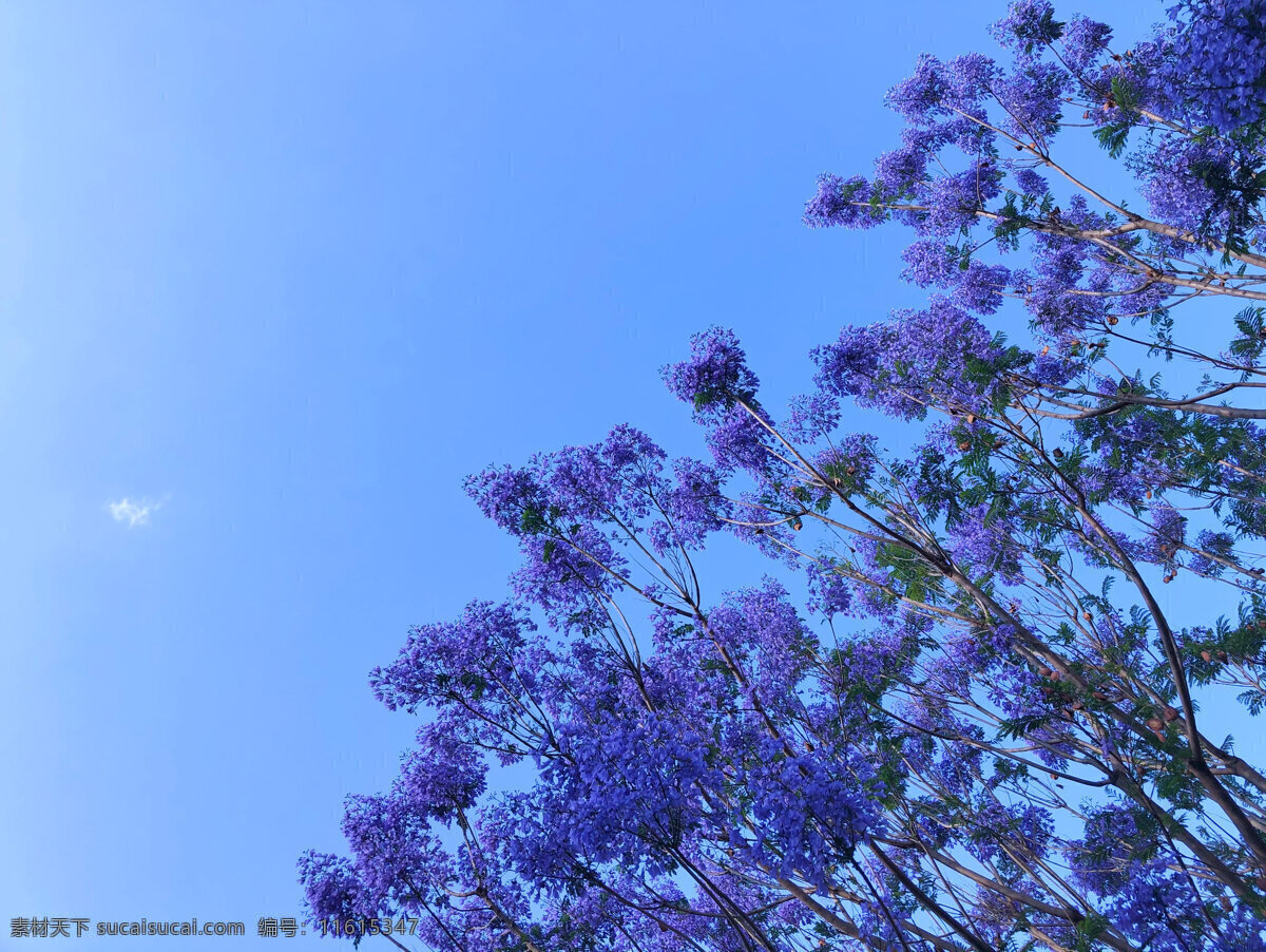 蓝花楹 蓝花 蓝色 树 花 紫花 紫 天空 花树 生物世界 树木树叶