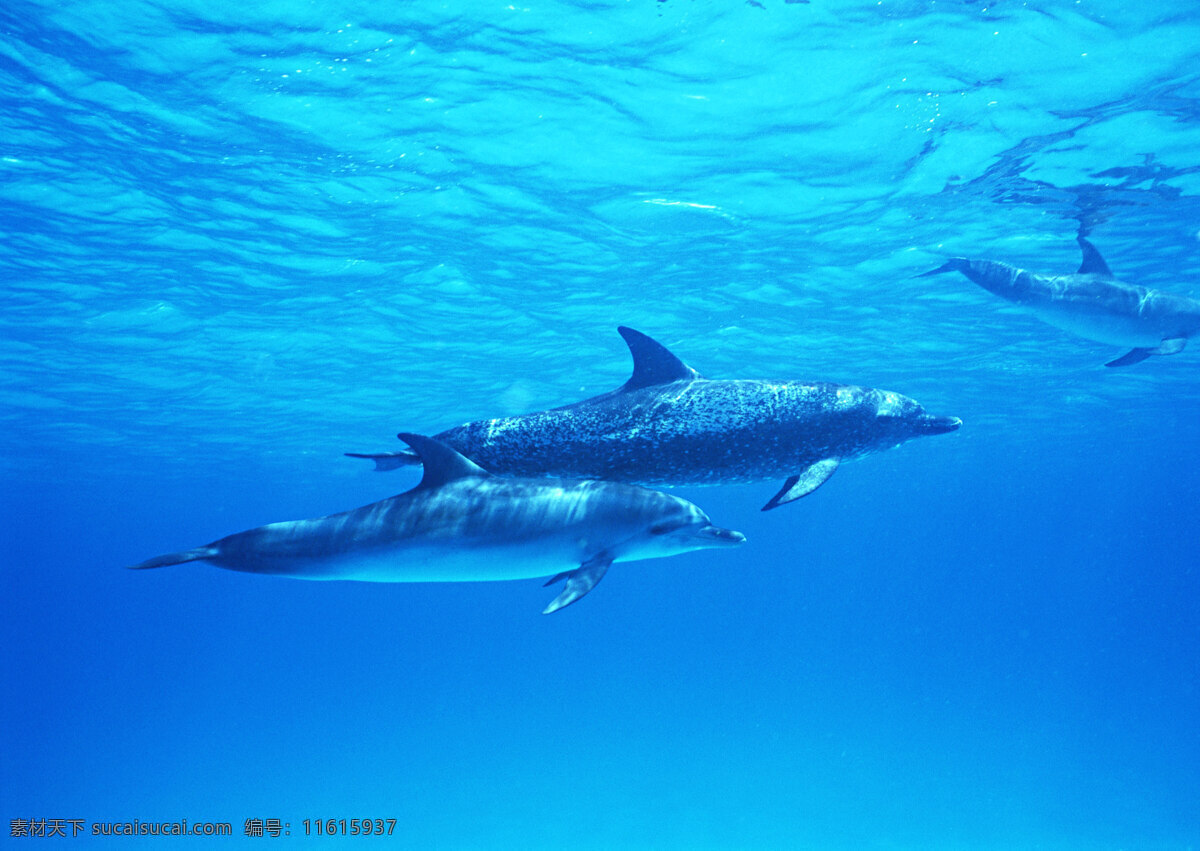 海豚图片素材 动物世界 生物世界 海底生物 海洋生物 野生动物 大海 海豚 水中生物