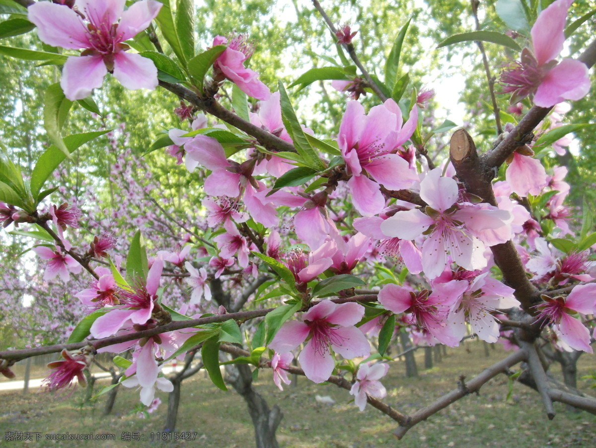 桃花 春天 粉色花朵 高清图片 花草 绿叶 生物世界 树干 桃树 树枝 psd源文件