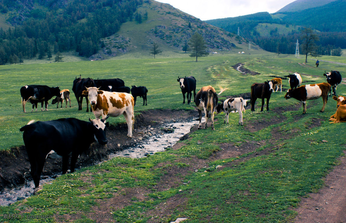喝水的牛群 放牧 牛群 喝水 草原 泉水 新疆 蓝天 白云 山坡 动物 绿色 田园风光 自然景观