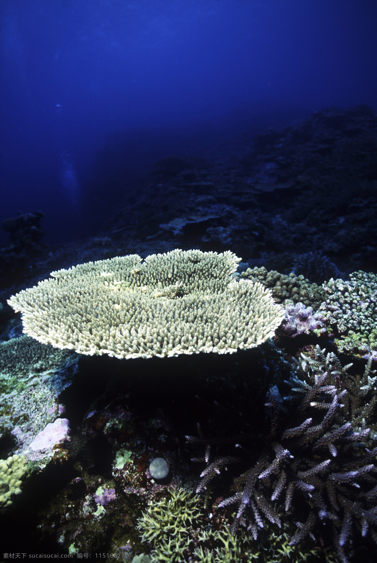 全球 首席 大百科 海底 潜水 潜水员 珊瑚 深海 探索 探秘