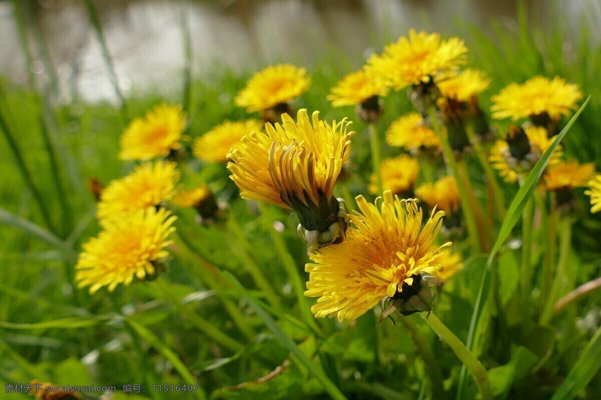 盛开 黄色 野 菊花 野菊花 黄色野菊花 盛开菊花 盛开花朵 黄色花朵 鲜花 花朵 花卉 花瓣 花蕊 花儿 花丛 花枝 花草 植物 生物世界