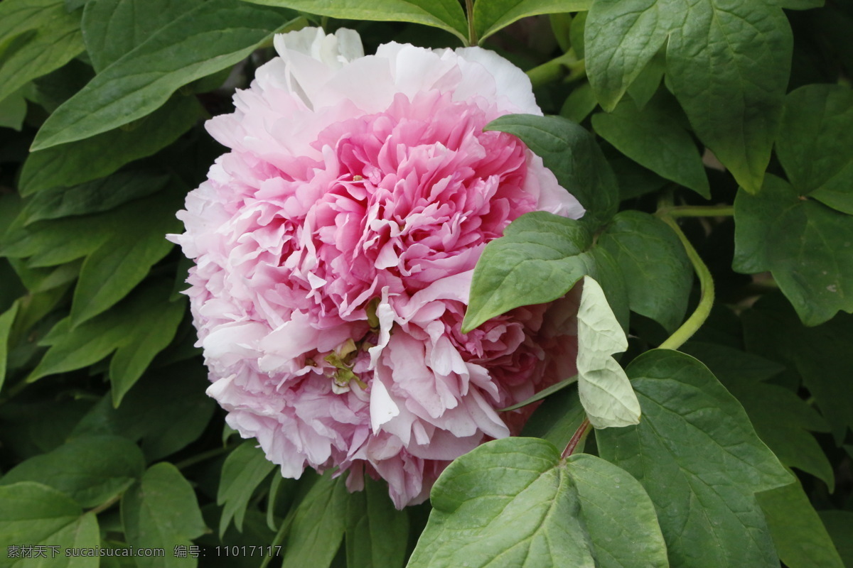 牡丹花 牡丹 鼠姑 木芍药 百雨金 洛阳花 花卉 花儿 花草 植物 园林绿化 绿化景观 花朵 芍药牡丹 生物世界