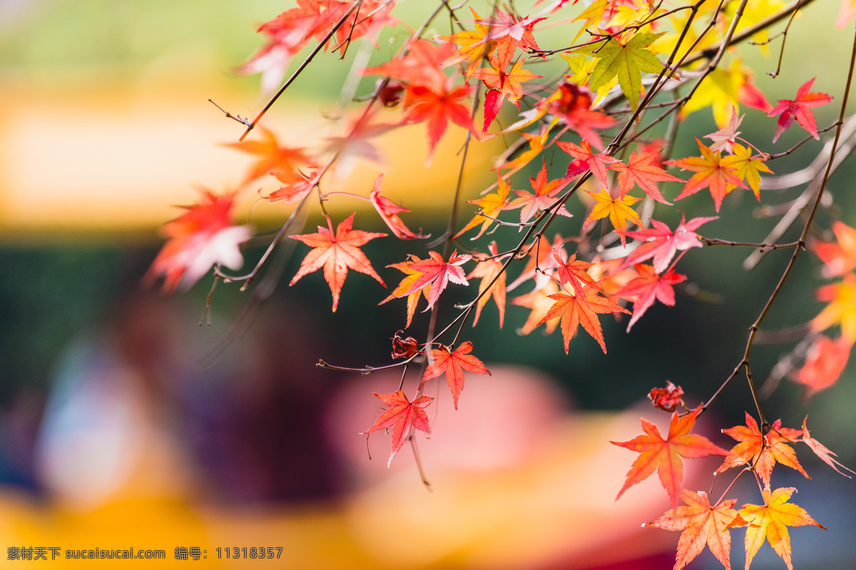 高清 秋天 枫叶 黄色落叶 秋季 自然景观 植物 树 高清图片 二十四节气 自然风景