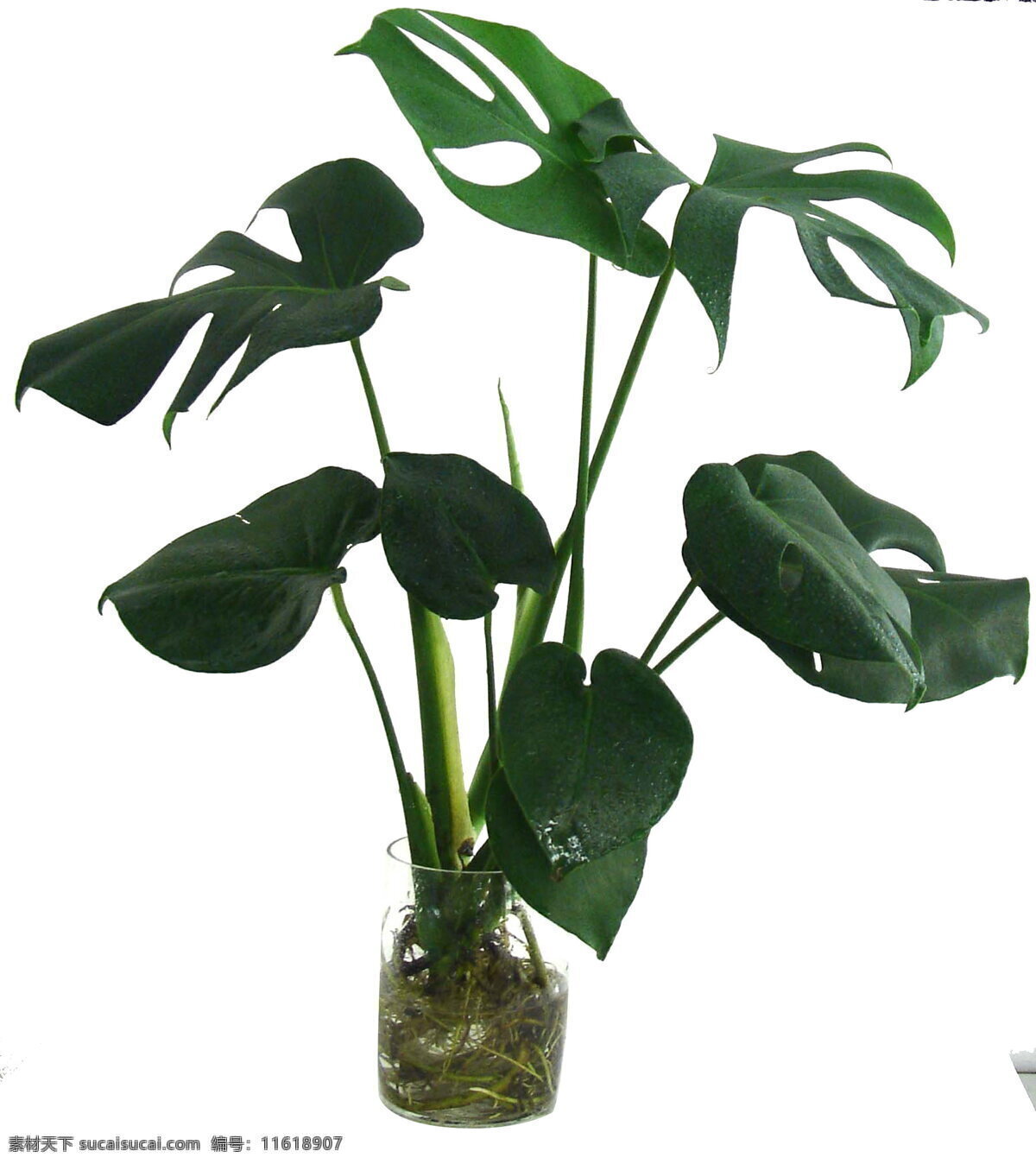 龟背竹 盆栽植物 盆栽 植物 绿色植物 玻璃瓶