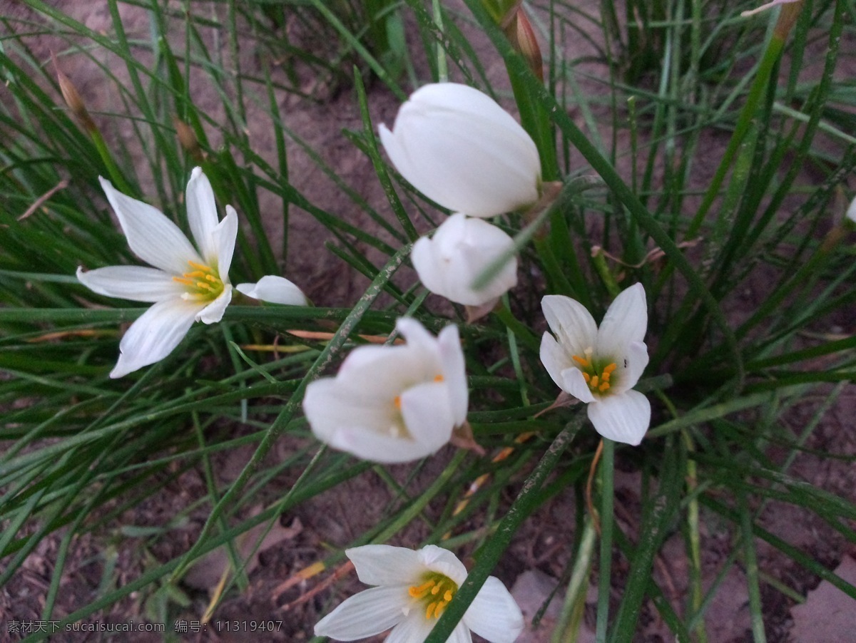 葱兰草坪 葱兰花 葱兰摄影 葱兰 绿化 白色鲜花 白色小花 盛开白花 摄影图 花草 生物世界